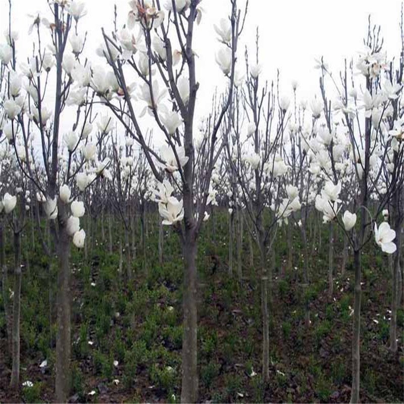 海棠和玉蘭哪個好養(yǎng)(圖1)