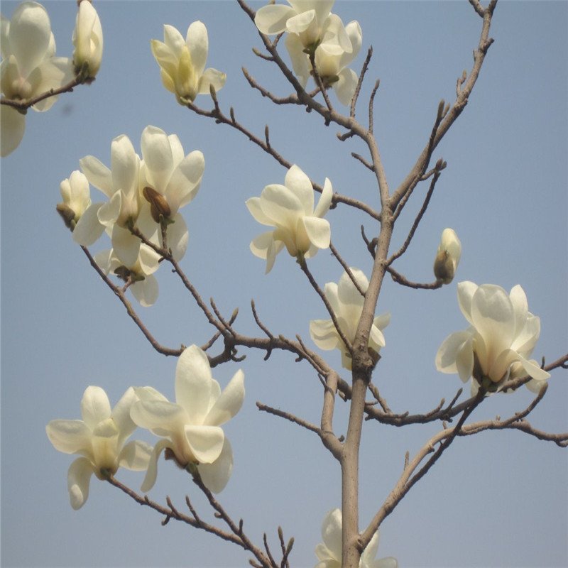 海棠和玉蘭哪個好養(yǎng)(圖2)