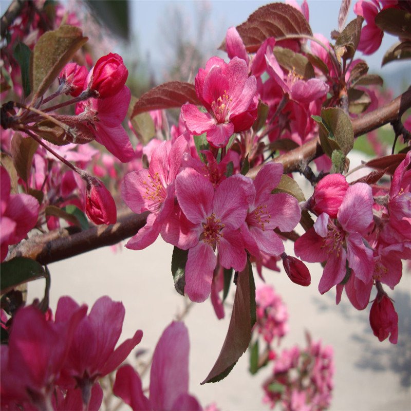 海棠和玉蘭哪個好養(yǎng)(圖4)