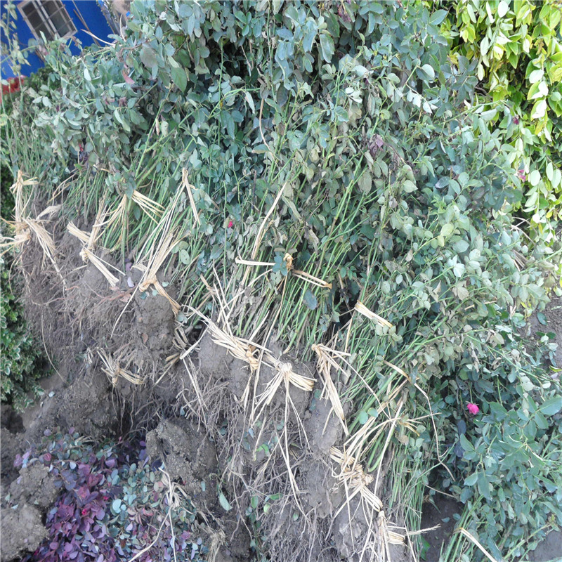 大花月季 大花月季