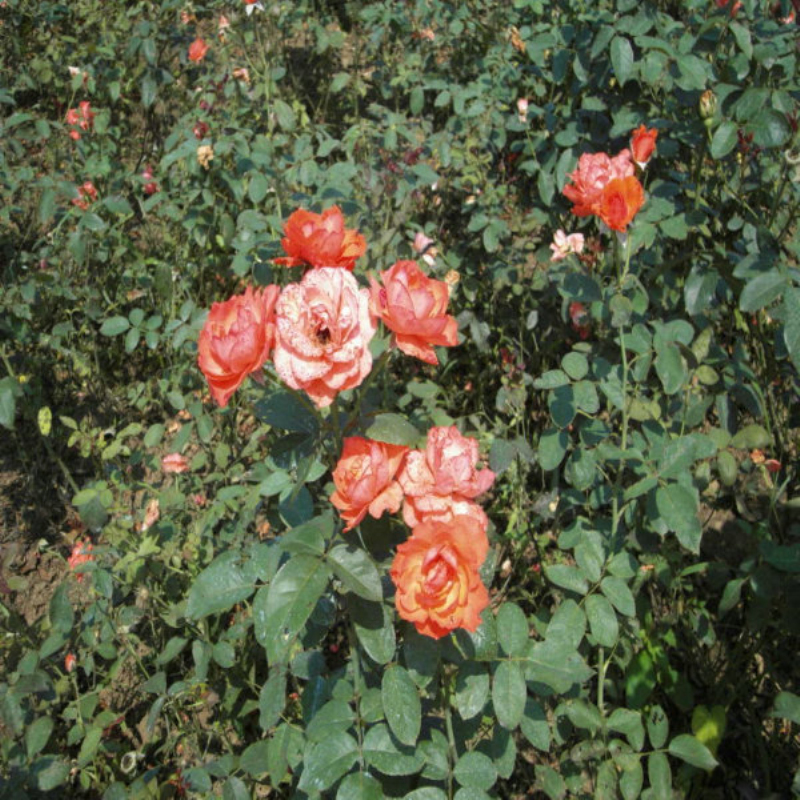 大花月季 大花月季