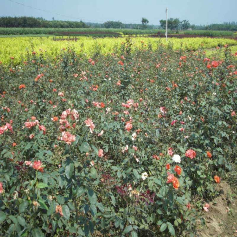 大花月季 大花月季