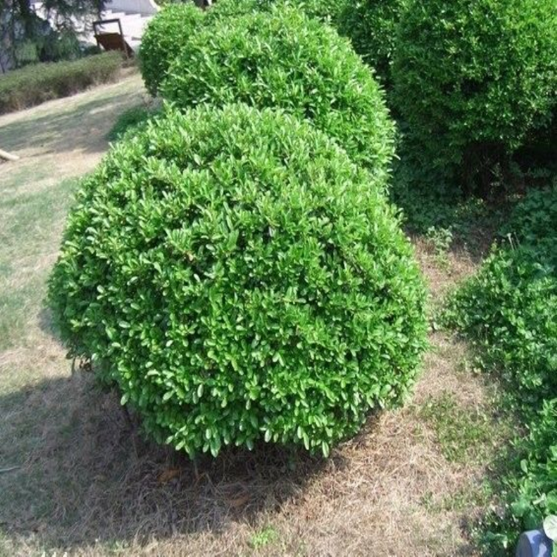 大葉黃楊球價格