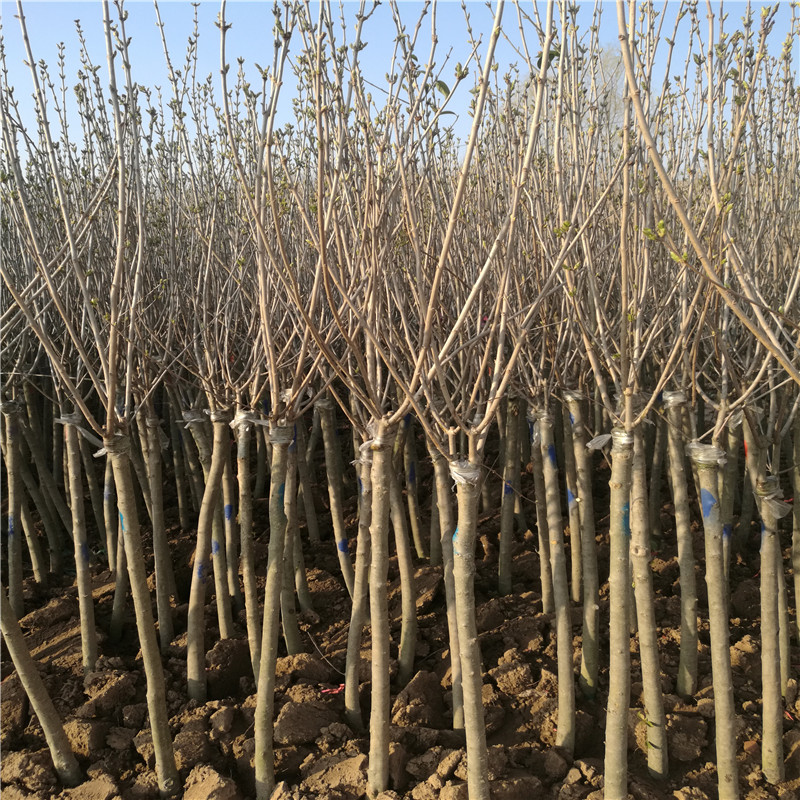 獨桿丁香 獨桿丁香