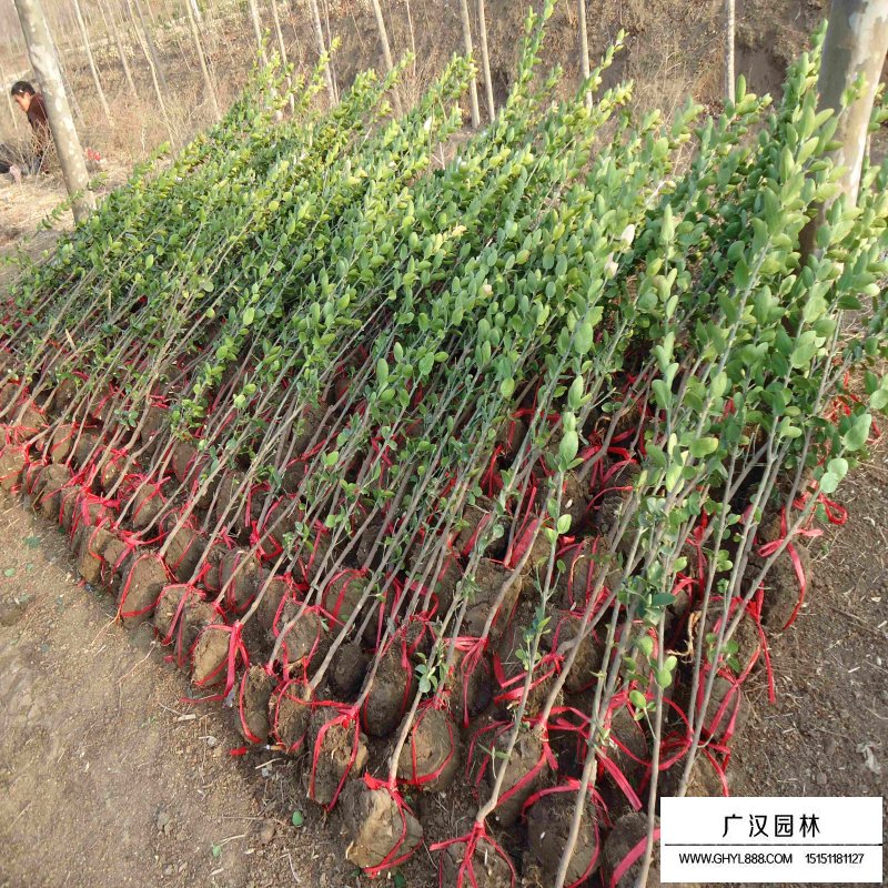 北海道黃楊的種植方法(圖11)