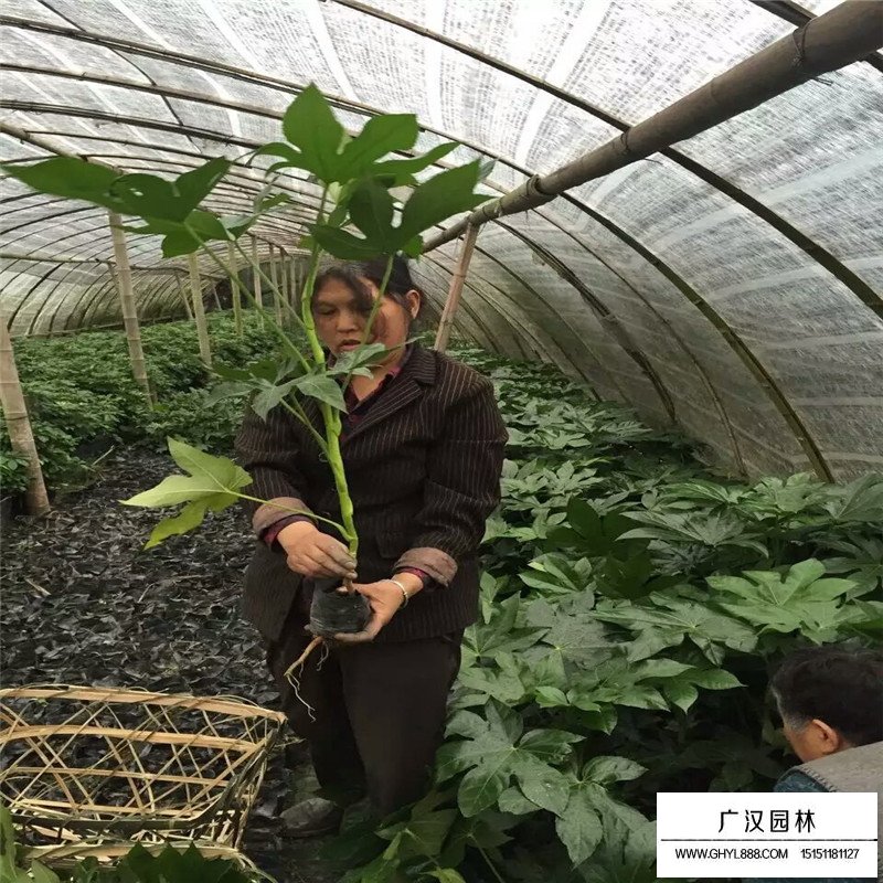 八角金盤的功效與作用(圖8)