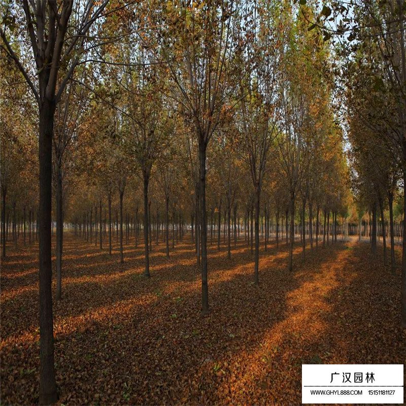 白蠟樹苗多少錢一棵(圖6)