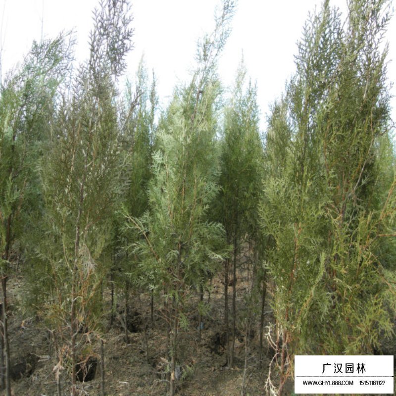 側柏種子哪里有賣的(圖10)