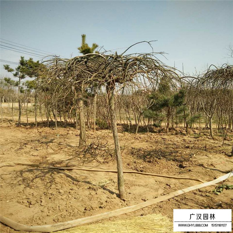 垂槐種植基地在哪里(圖2)