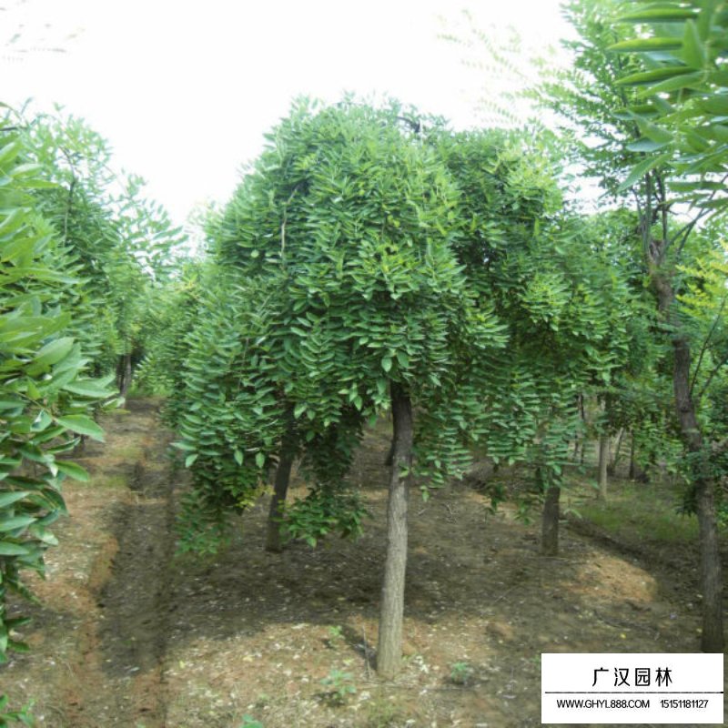 垂槐種植基地在哪里(圖7)