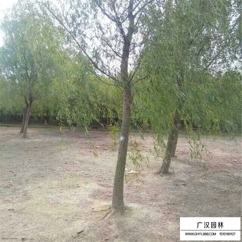 垂柳樹苗多少錢一棵？(圖8)