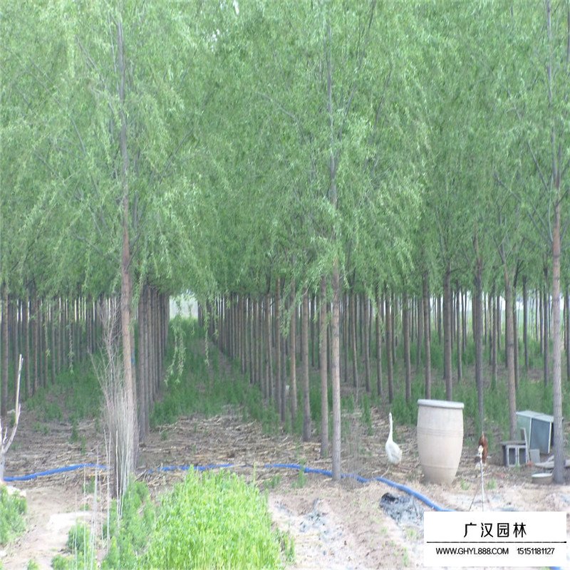 垂柳樹苗多少錢一棵？(圖5)