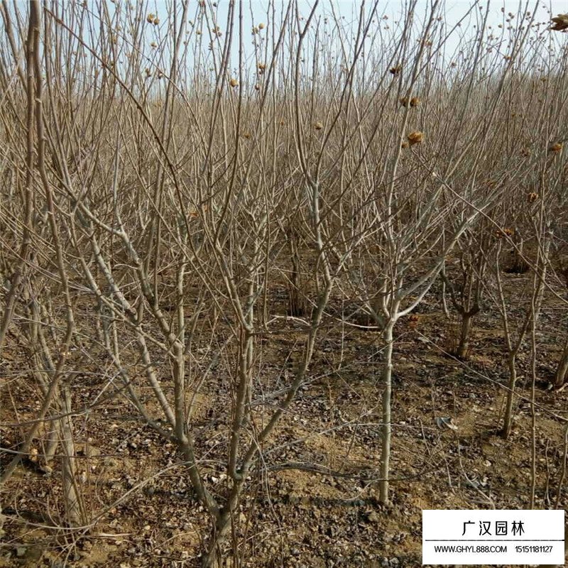 叢生花石榴價格參考表(圖2)