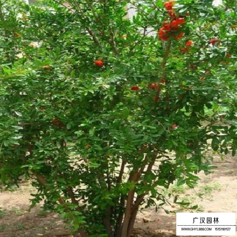 叢生花石榴價格參考表(圖7)