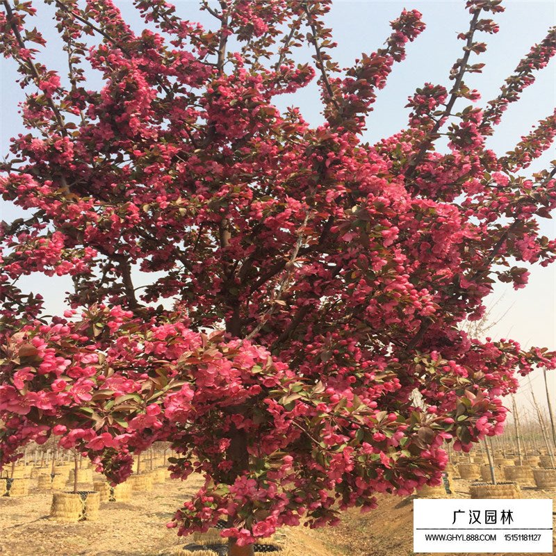 北美海棠小苗價格多少錢一棵(圖8)