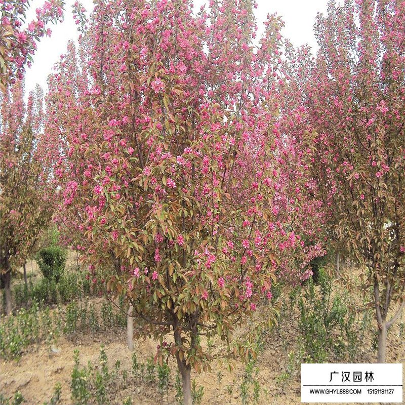 北美海棠小苗價格多少錢一棵(圖10)