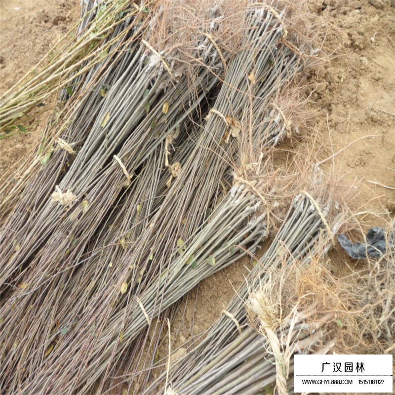 北美海棠小苗價格多少錢一棵(圖13)