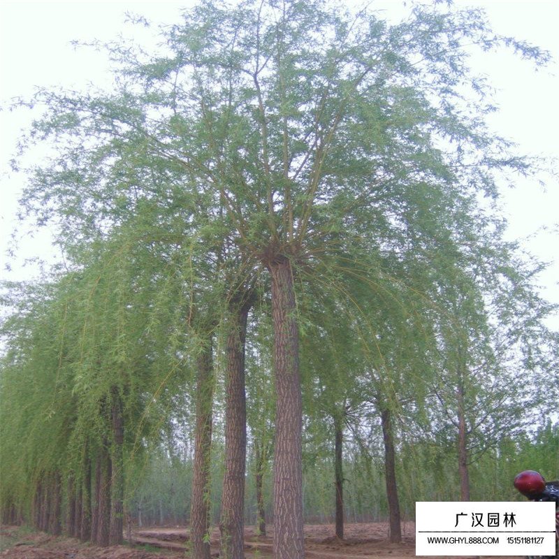 不同規(guī)格的垂柳價格是多少(圖5)