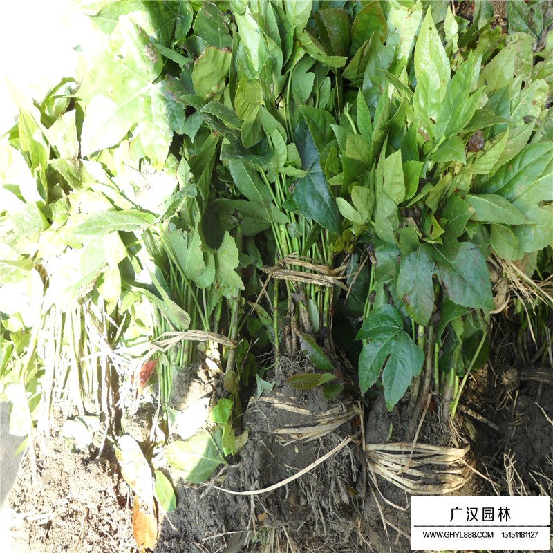 八角金盤的功效和作用有哪些？(圖7)