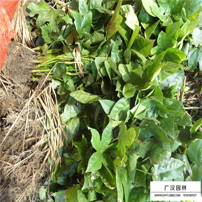 八角金盤的最新批發(fā)價(jià)格(圖1)