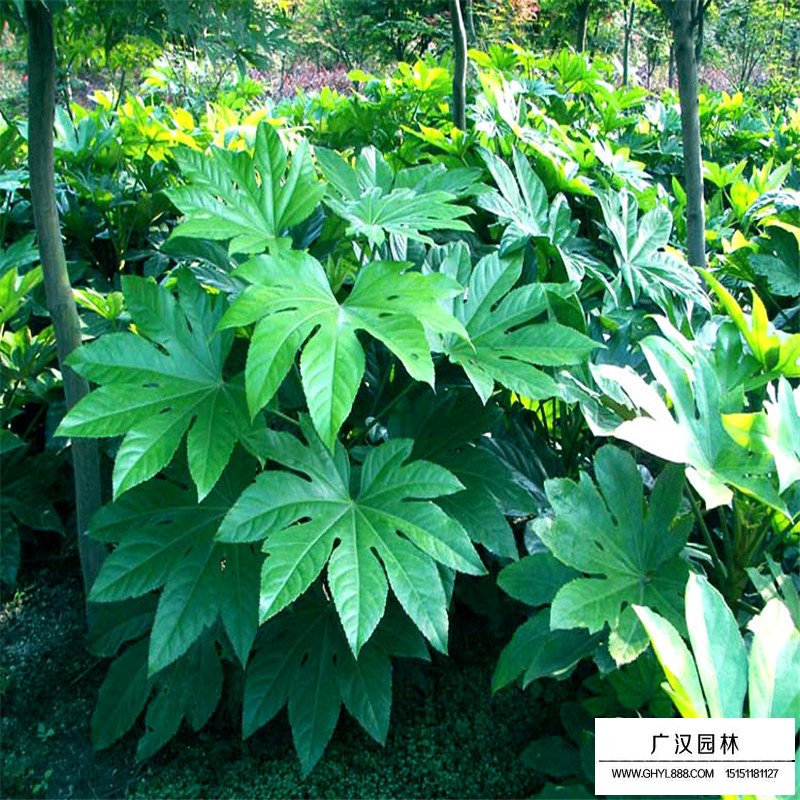 八角金盤的最新批發(fā)價(jià)格(圖3)