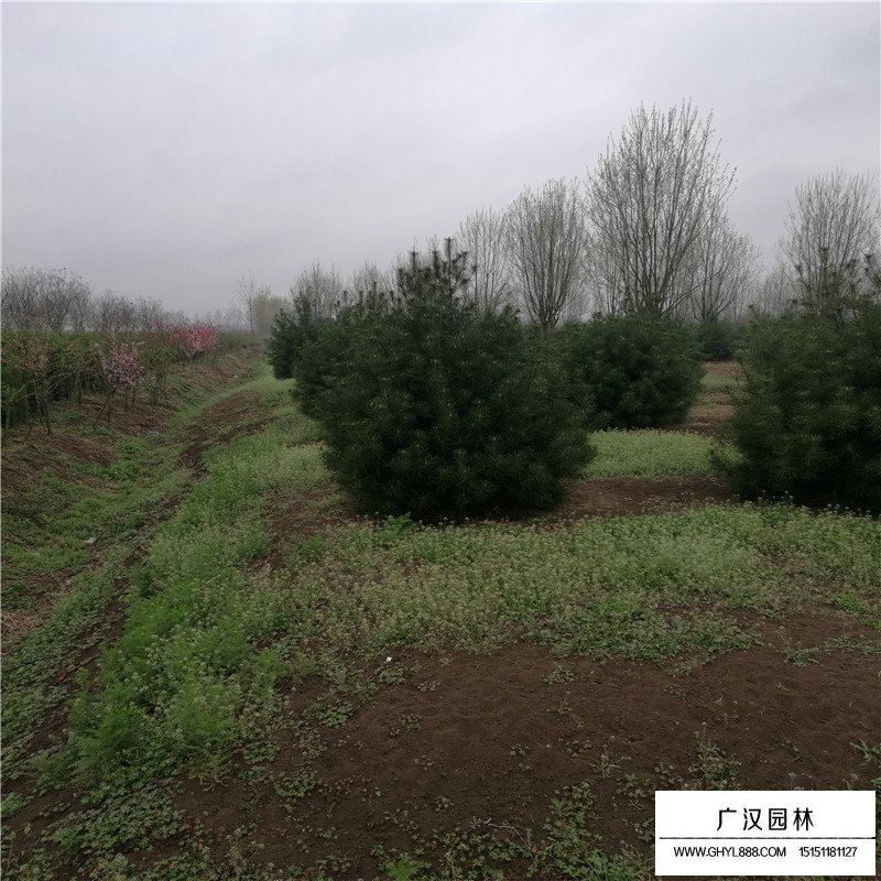 白皮松小苗最新價格(圖3)