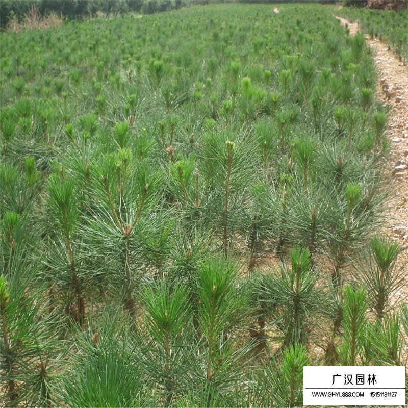 白皮松小苗最新價格(圖1)