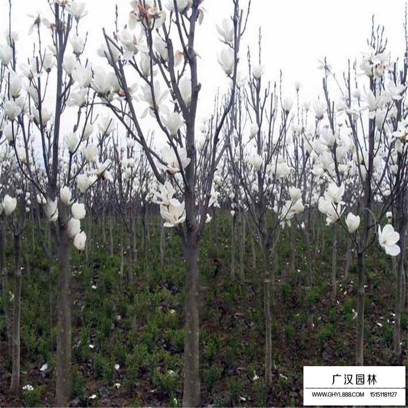 白玉蘭樹的種植方法(圖1)