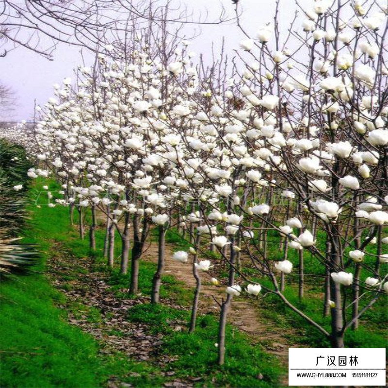 白玉蘭樹的種植方法(圖2)