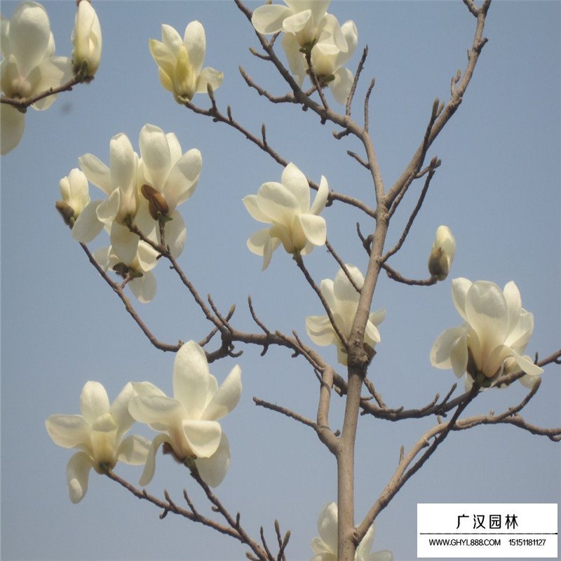 白玉蘭樹的種植方法(圖3)