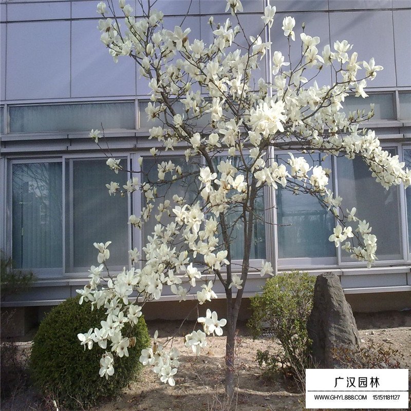 白玉蘭樹的種植方法(圖5)