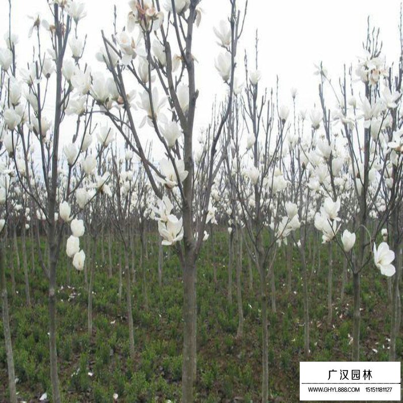白玉蘭樹的種植方法(圖7)
