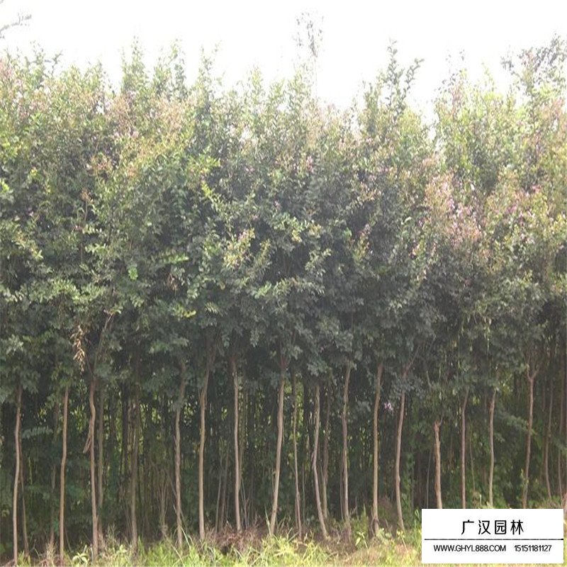 百日紅什么時(shí)候開(kāi)花，花期多久(圖1)