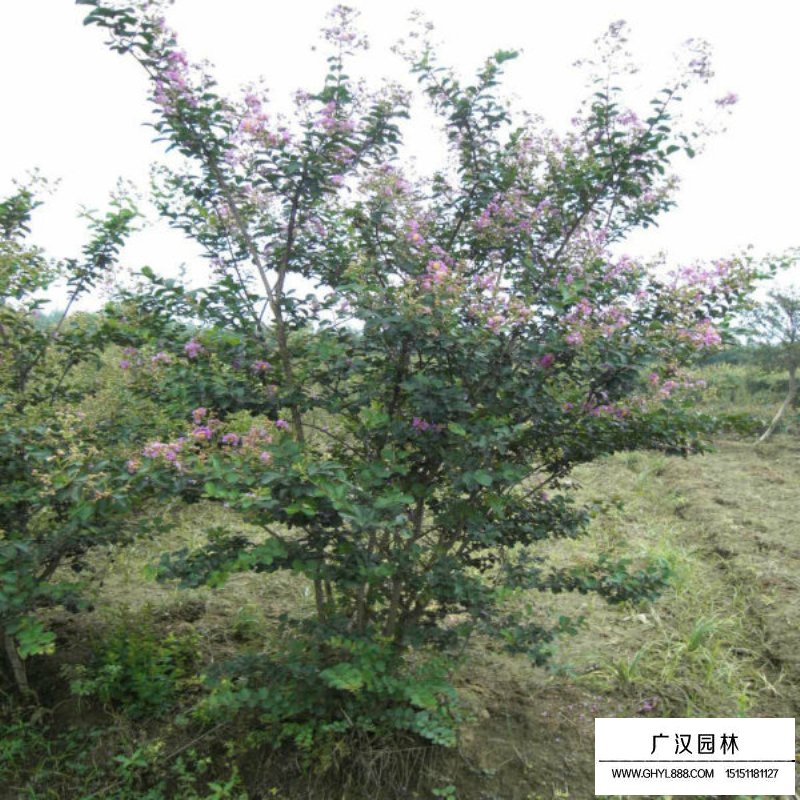 百日紅什么時(shí)候開(kāi)花，花期多久(圖4)