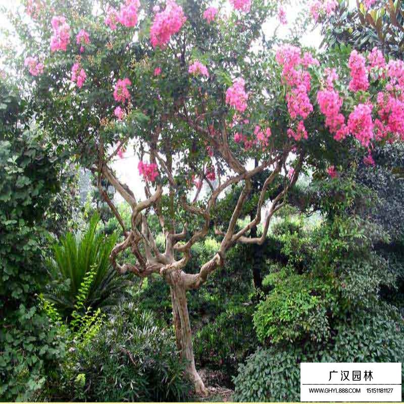 百日紅什么時(shí)候開(kāi)花，花期多久(圖6)