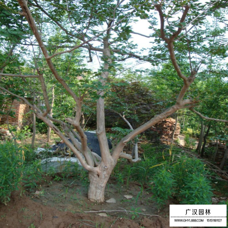 百日紅什么時(shí)候開(kāi)花，花期多久(圖8)