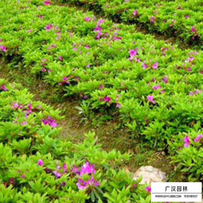 春鵑多少錢一平方(圖2)