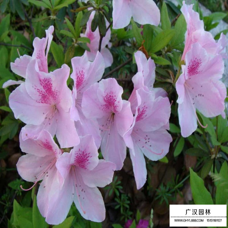 春鵑多少錢一平方(圖7)