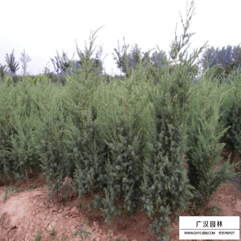 刺柏和刺松怎么區(qū)分(圖1)