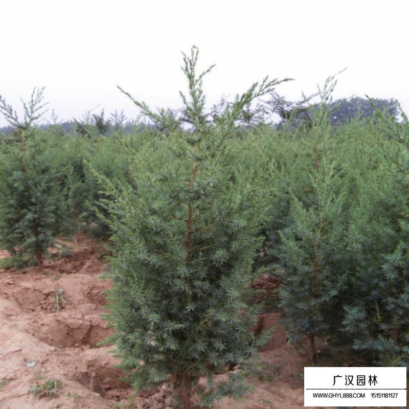 刺柏和刺松怎么區(qū)分(圖3)