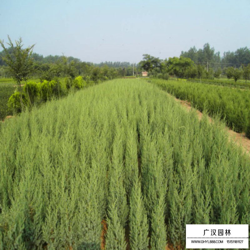 刺柏和刺松怎么區(qū)分(圖5)