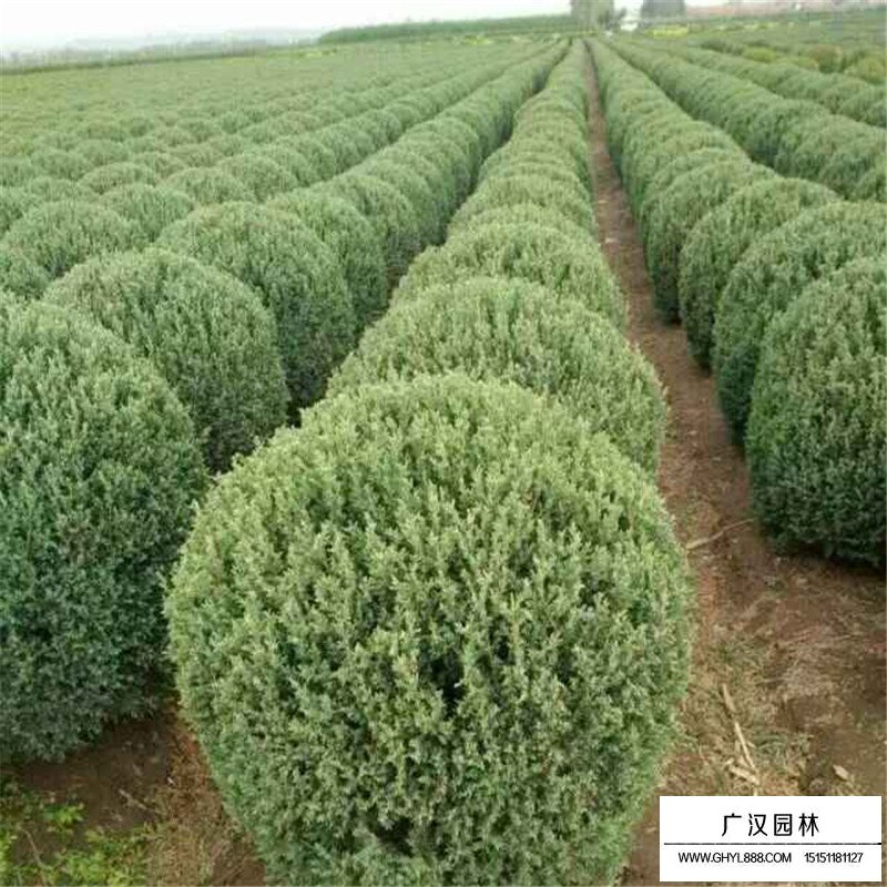 刺柏球多少錢一棵？(圖5)