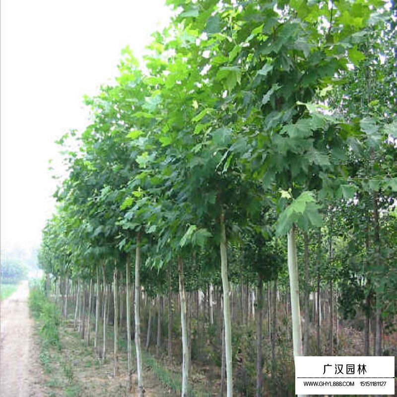 法國梧桐的最新價格(圖1)