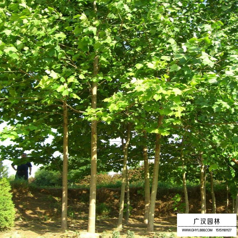 法國梧桐的最新價格(圖2)