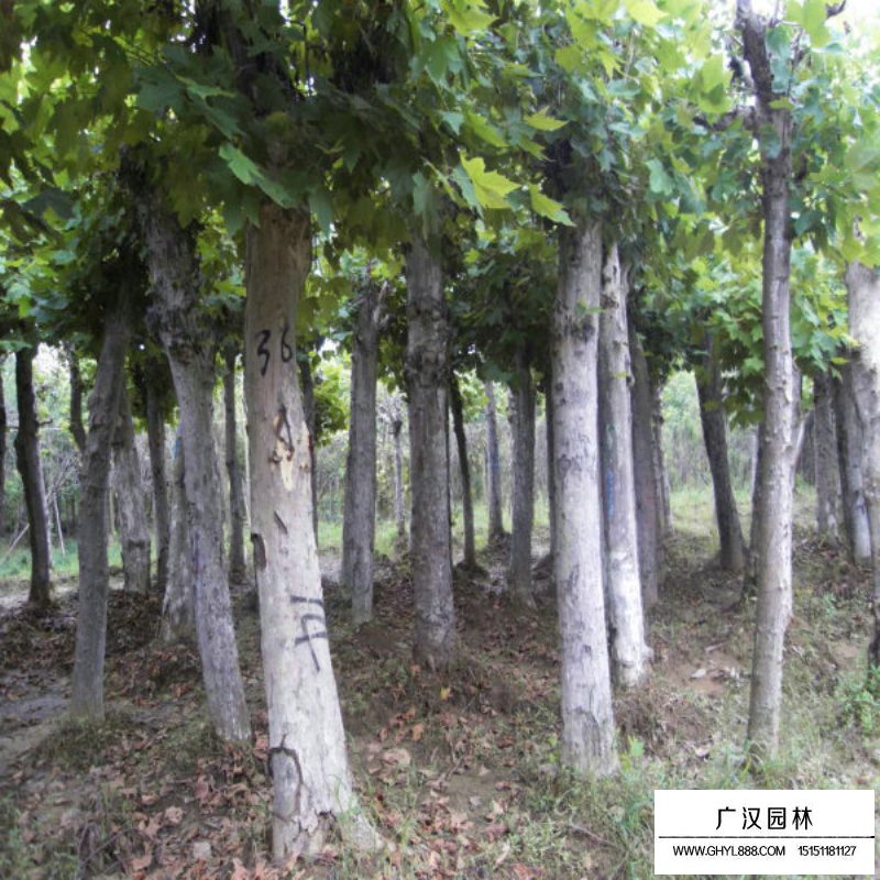 法國梧桐的最新價格(圖4)