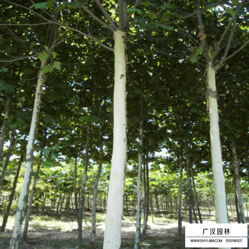 法國梧桐的最新價格(圖6)