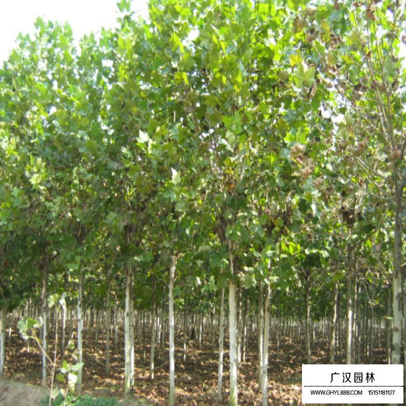 法國梧桐的最新價格(圖7)