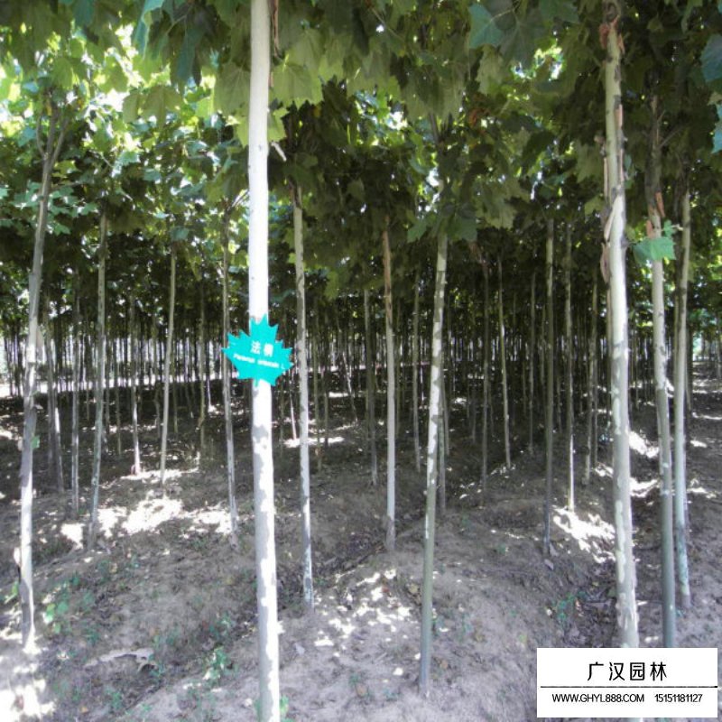 法桐小苗多少錢一棵(圖2)