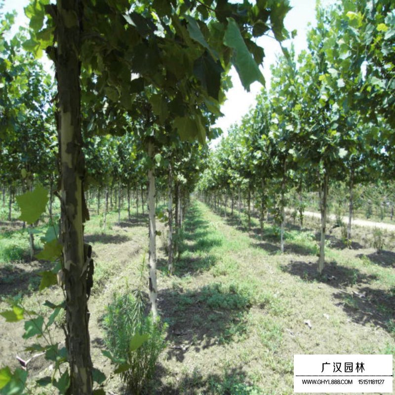 法桐小苗多少錢一棵(圖8)