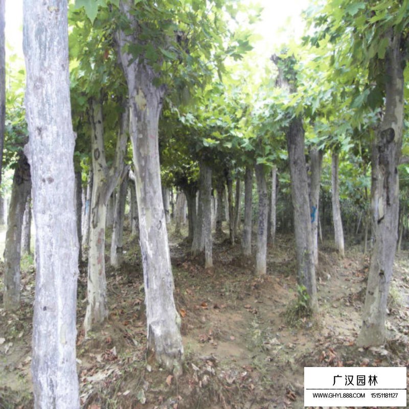 法桐小苗多少錢一棵(圖9)